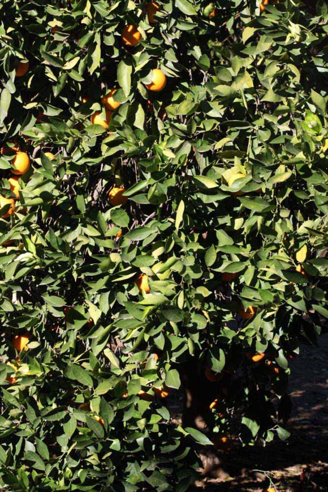            Habit (Riverside, CA)   